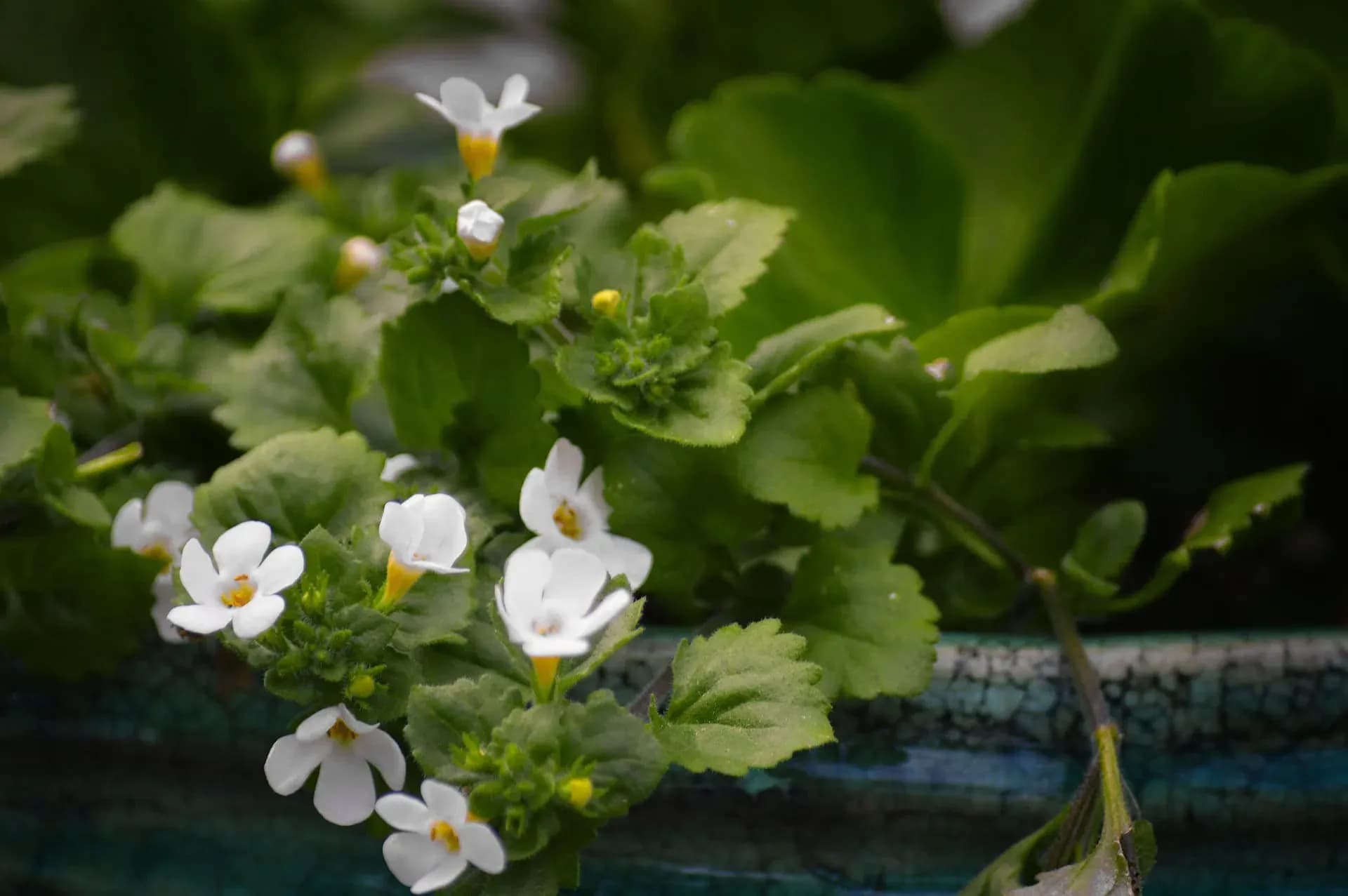 Bacopa monnieri - brahmi - rostlina