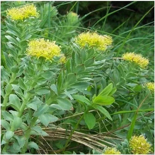 rhodiola rosacea