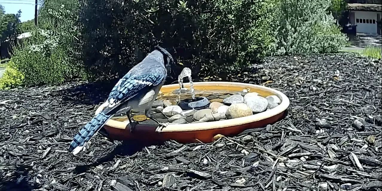 solární fontány - pták pije