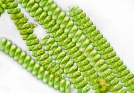 spirulina makro