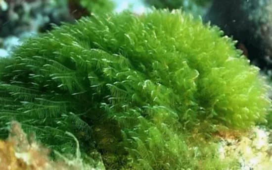 sinice spirulina