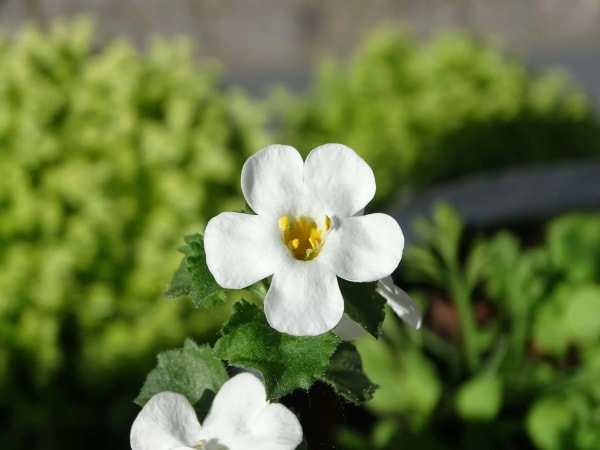 Bacopa monnieri (Brahmi)
