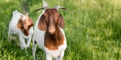 Colostrum