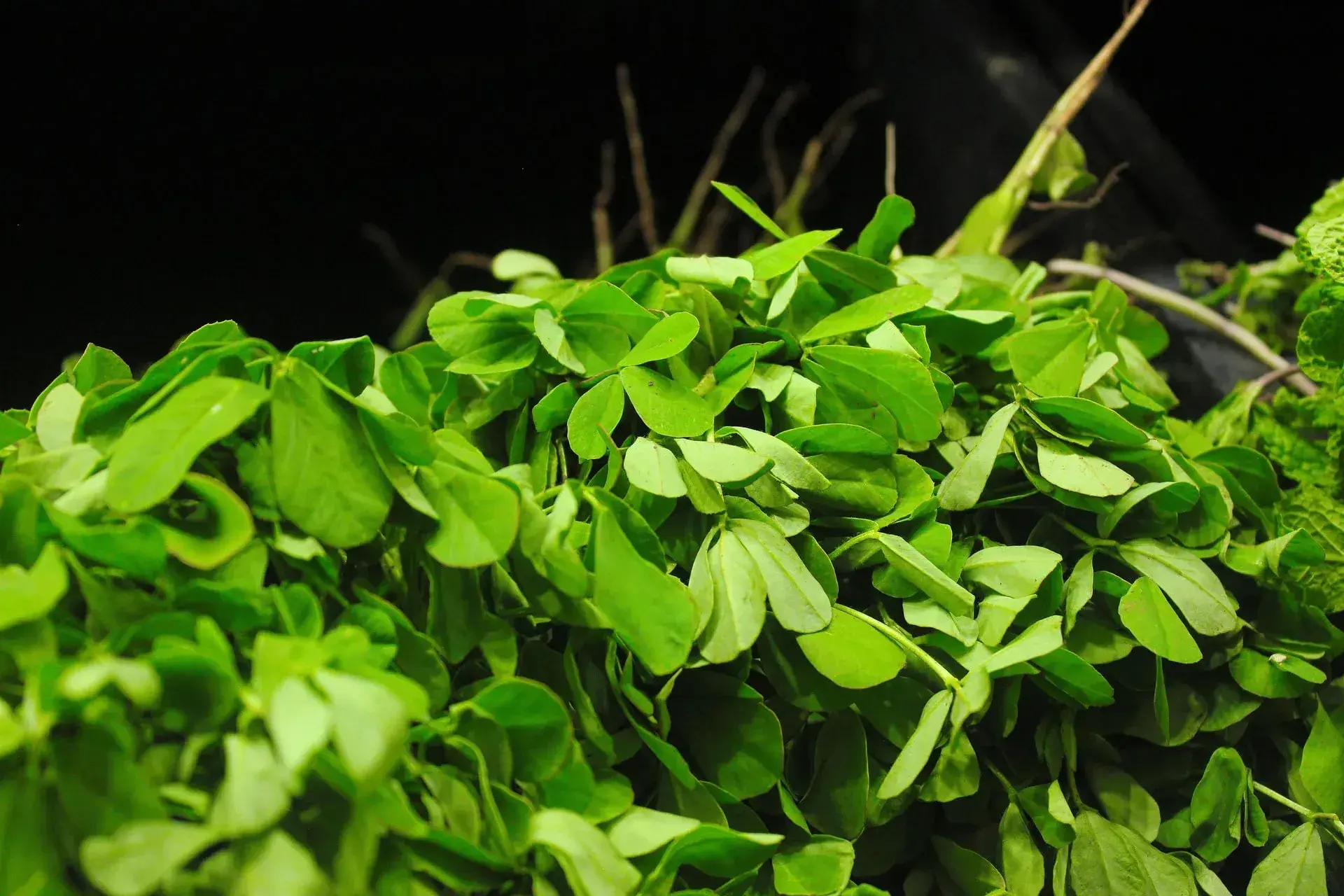 Fenugreek rostlina