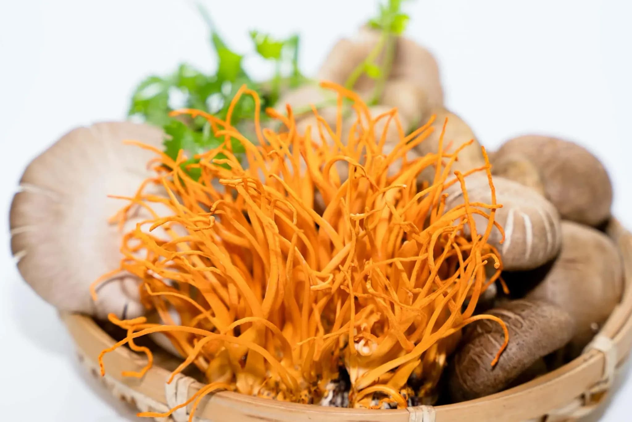 Čerstvá houba cordyceps