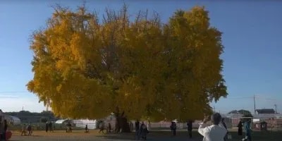 Ginkgo biloba