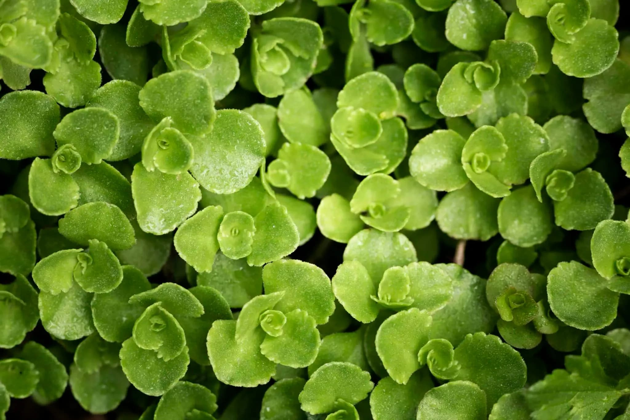 Gotu kola - rostlina