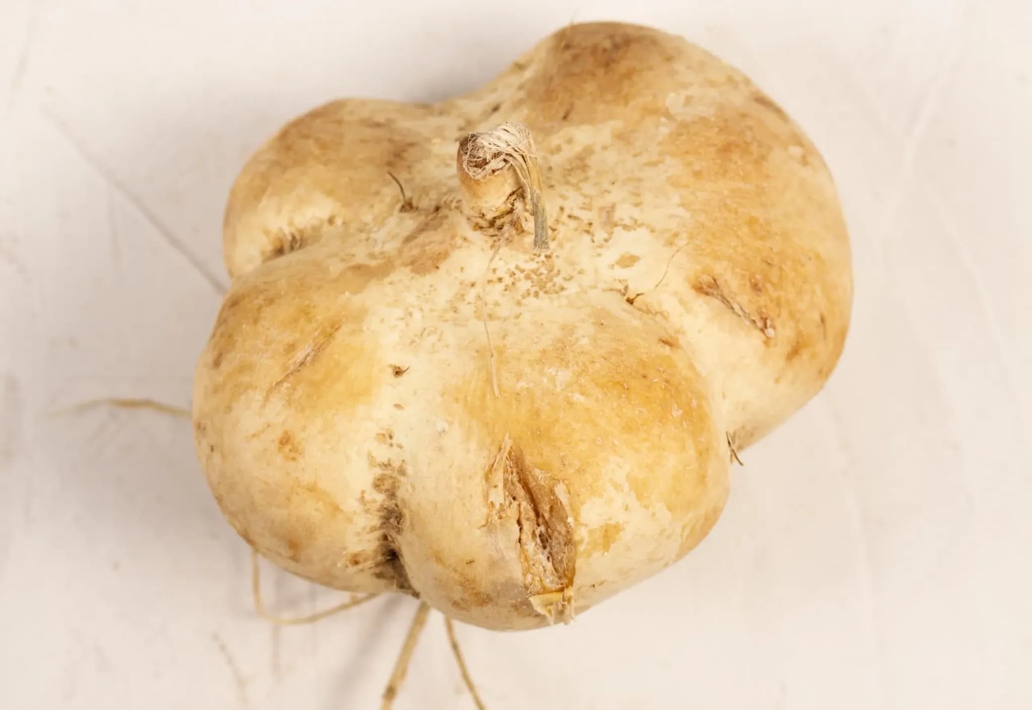 Maca peruánská - kořen