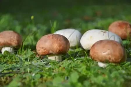 Proč si pořídit košík na houby?