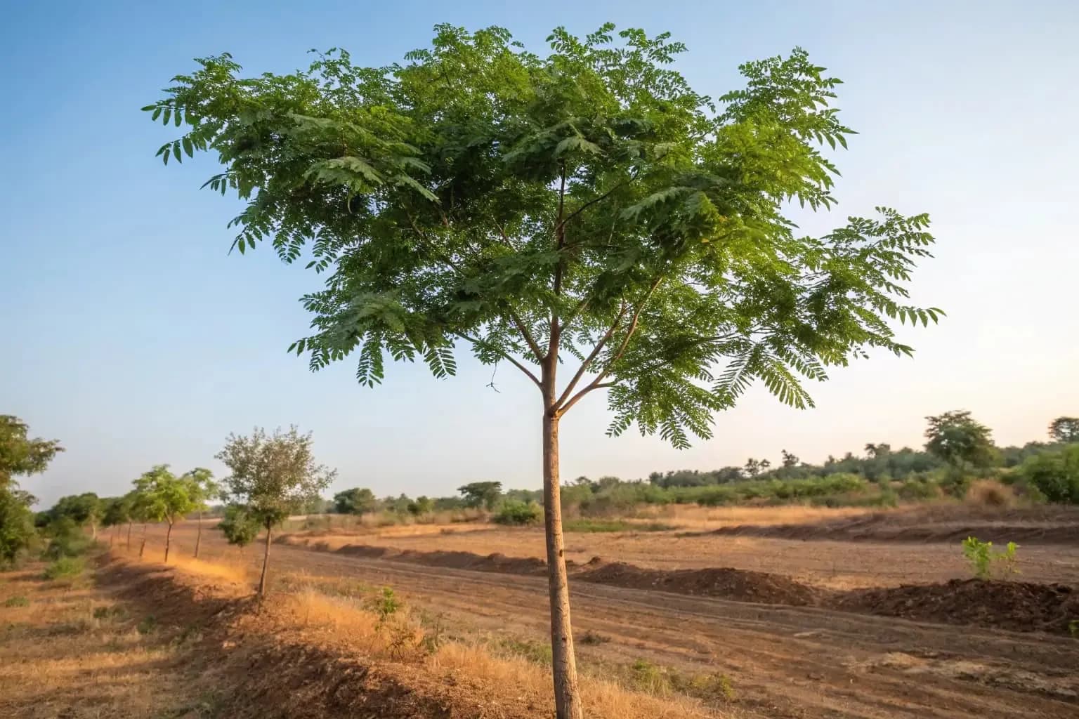 Strom neem (Azadirachta indica)