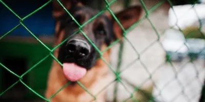 Nejlepší kotce pro psy: srovnání a recenze