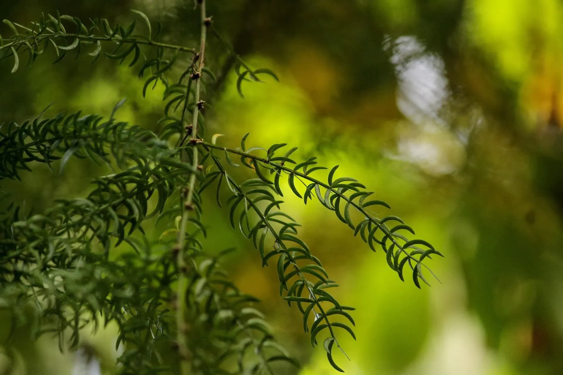 Shatavari rostlina