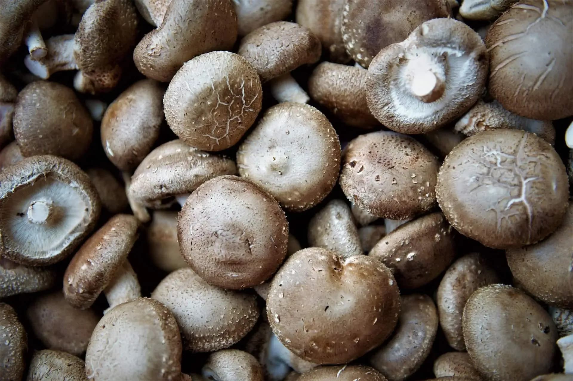 Houby shiitake