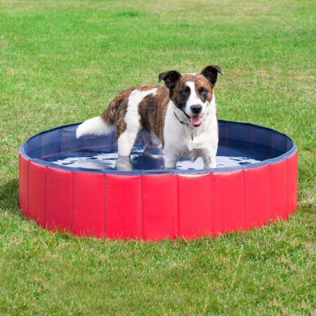 Proč pořizovat bazény pro psy