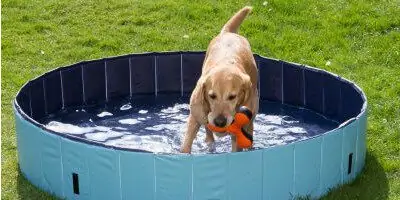 Nejlepší bazény pro psy 2024 – Jak vybrat psí bazének