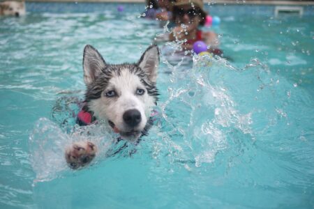 Jak vybrat bazén pro psa