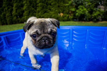 Bazén pro psa