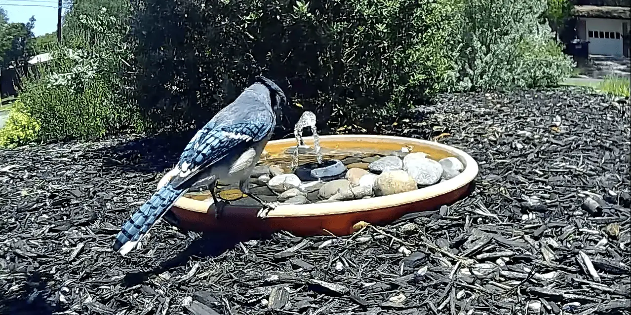 solární fontány - pták pije