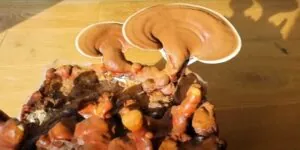 Produkty s houbou reishi