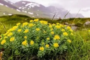 Rozchodnice růžová (Rhodiola Rosea)