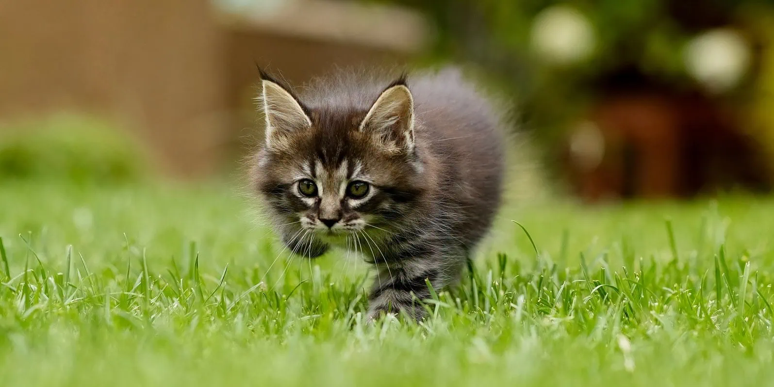 Trávníková hnojiva - kotě na zahradě
