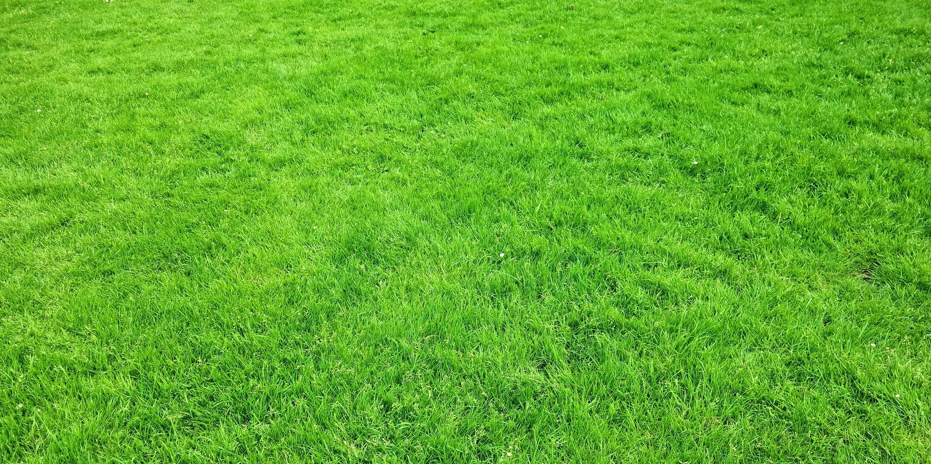 Trávníková hnojiva - zelený trávník